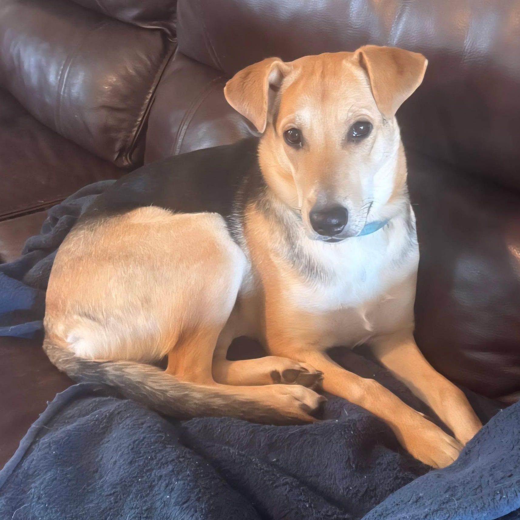 Callie, a ADOPTABLE mixed breed in McHenry, IL image 3/3