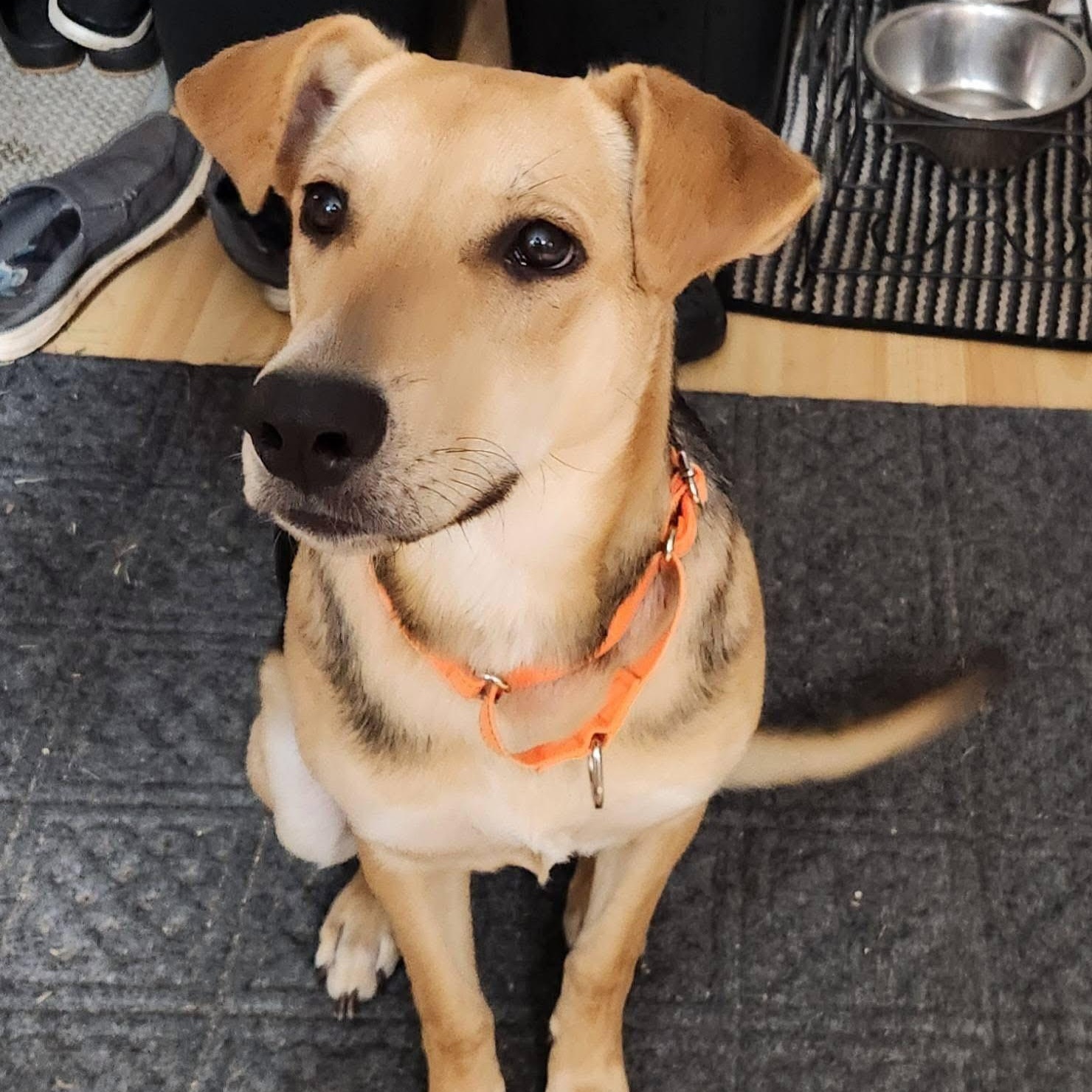 Callie, ADOPTABLE, Young Female Shepherd & Beagle.