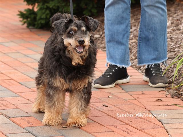 CHOCOLATE, Adoptable, Senior Male Havanese.