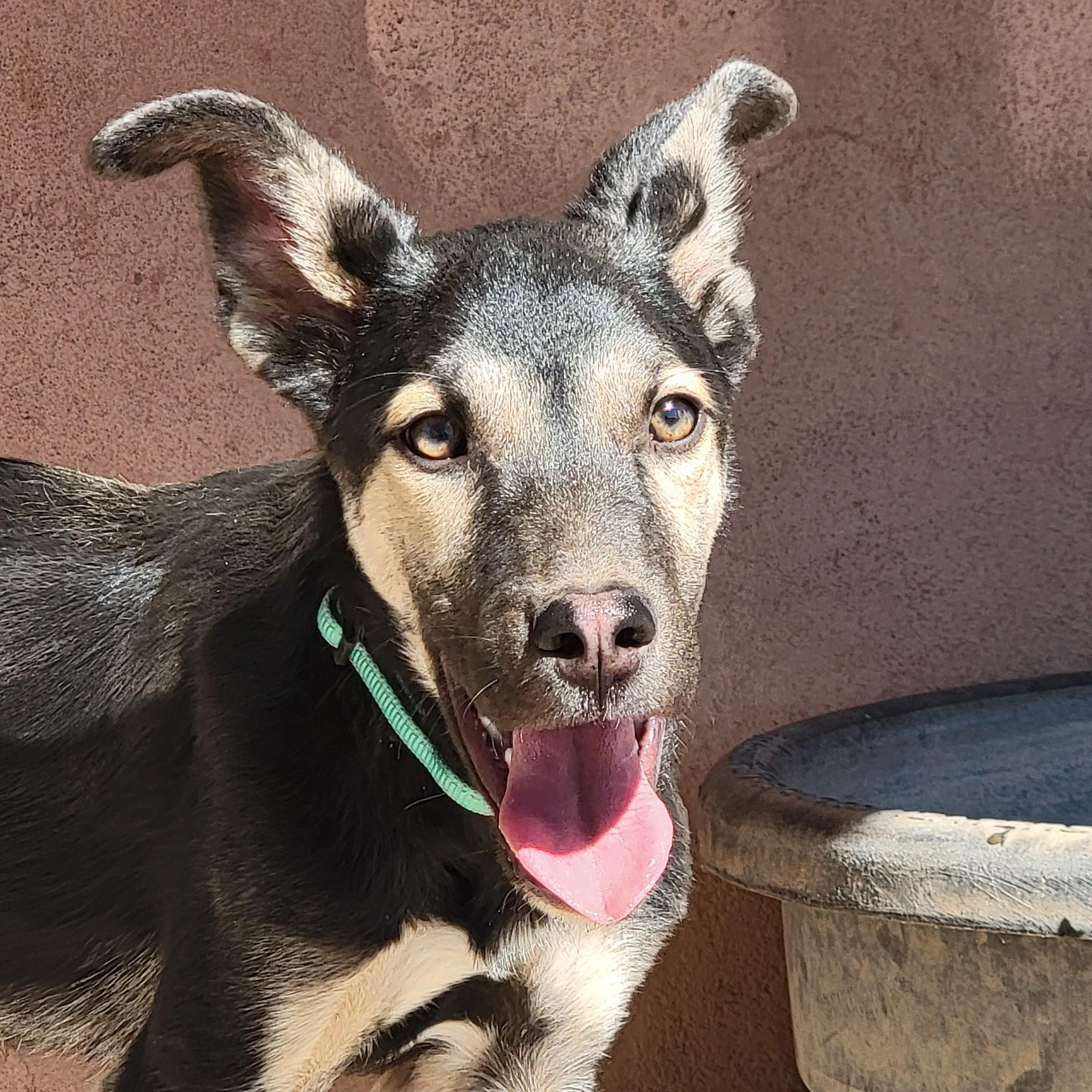 Rocko, an adoptable Shepherd in ALPINE, TX, 79830 | Photo Image 3