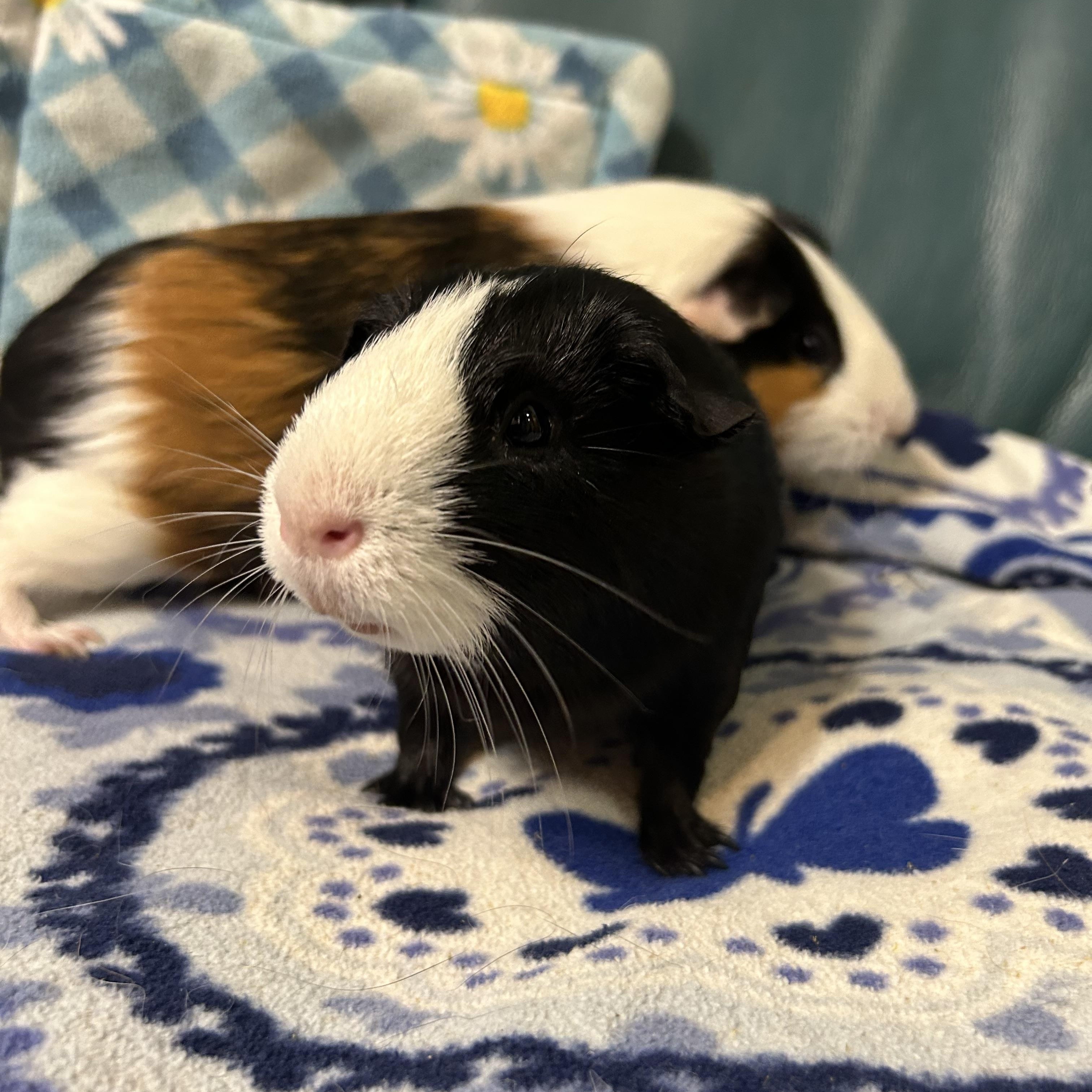 Enlarge Gordon, a Adoptable Short-Haired in Hendersonville, NC image 1/3