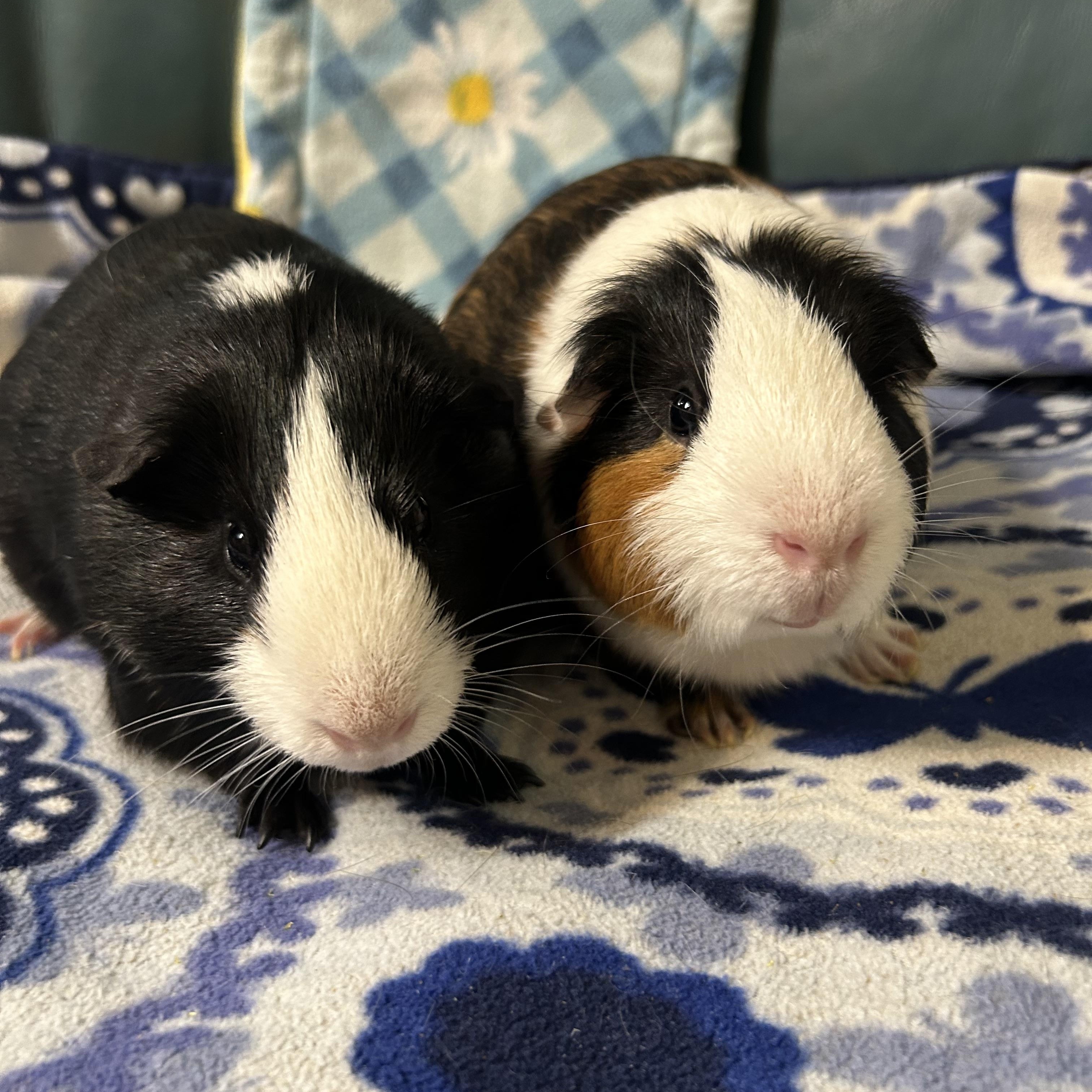 Enlarge Gordon, a Adoptable Short-Haired in Hendersonville, NC image 2/3