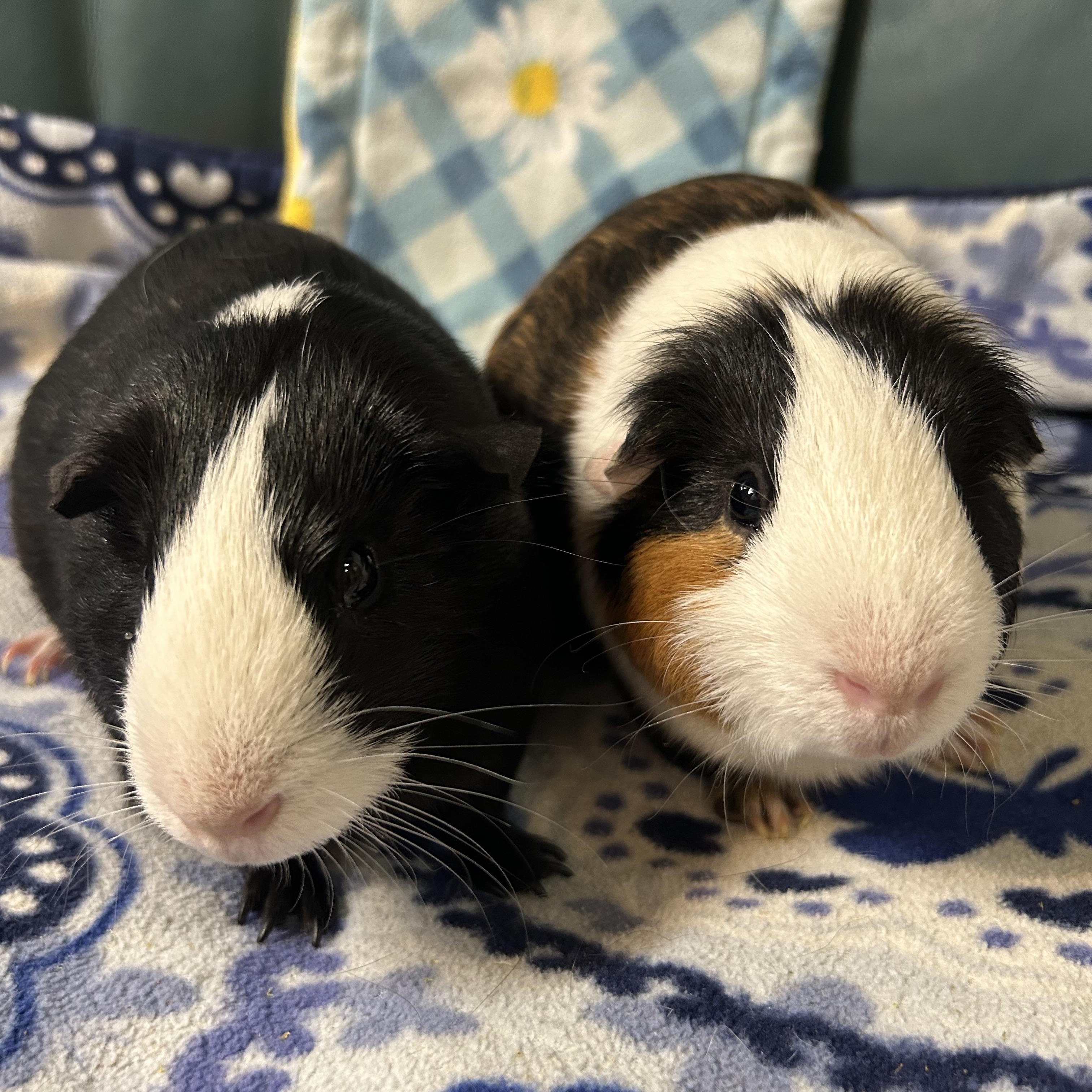 Enlarge Gordon, a Adoptable Short-Haired in Hendersonville, NC image 3/3