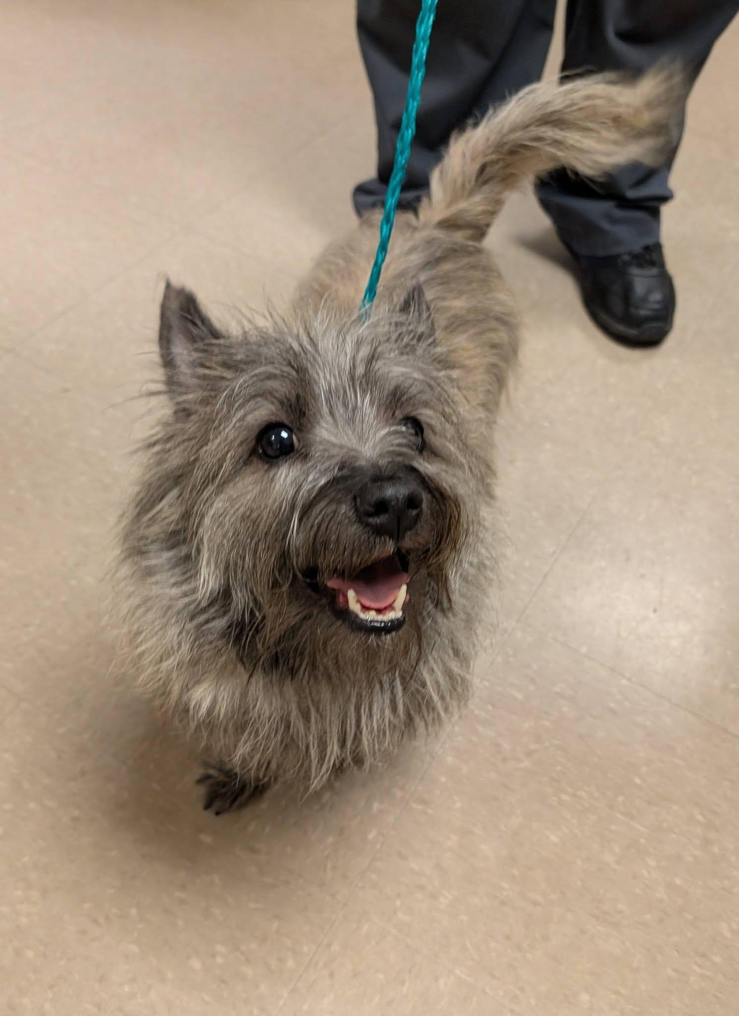 Enlarge Artie , an adopted Cairn Terrier in Clayton, NJ image 1/3