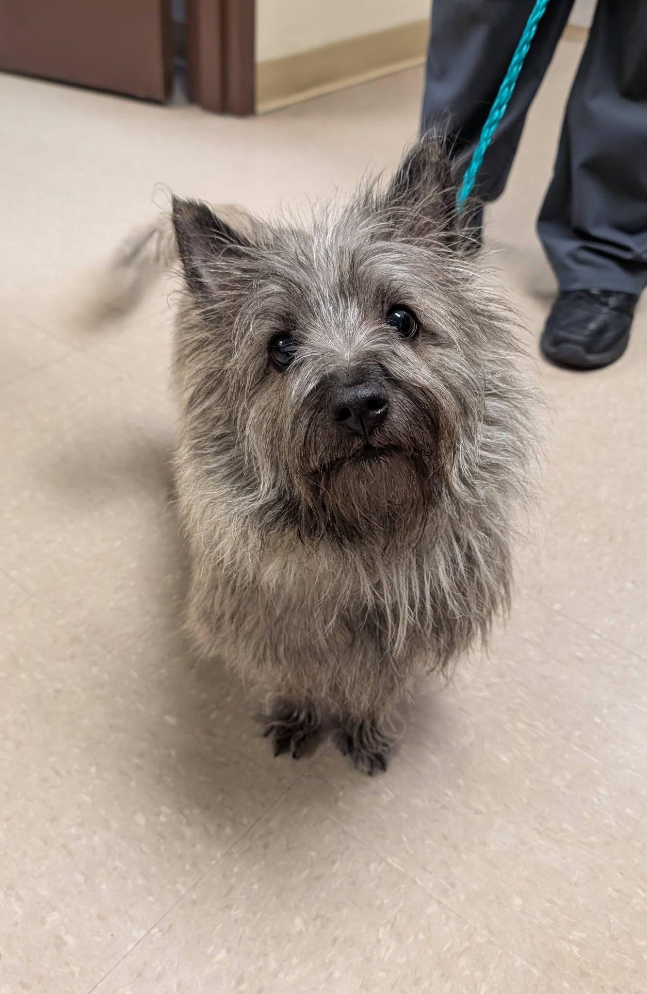 Enlarge Artie , an adopted Cairn Terrier in Clayton, NJ image 2/3