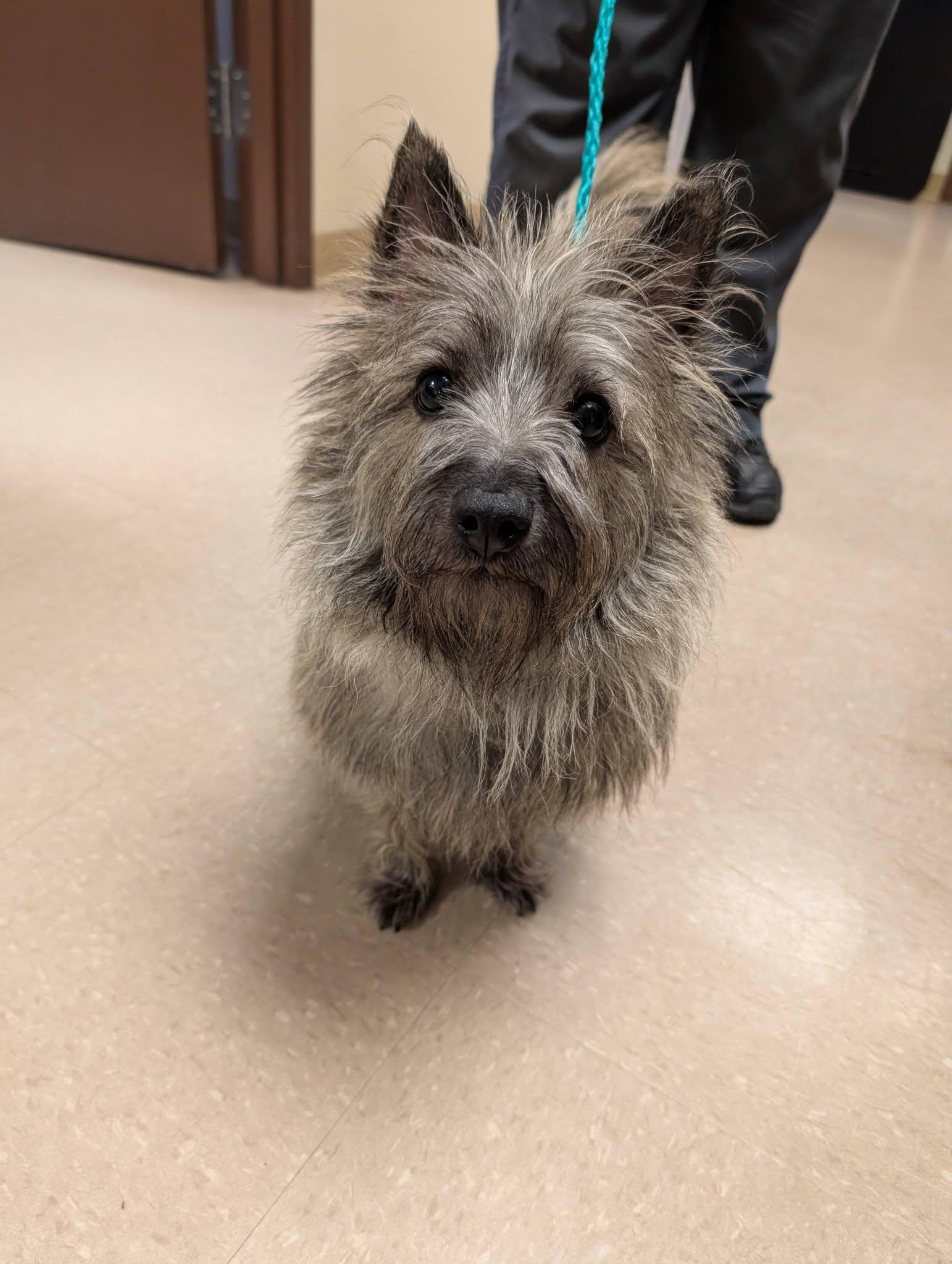 Enlarge Artie , an adopted Cairn Terrier in Clayton, NJ image 3/3