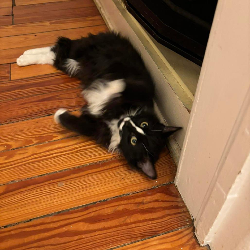 Blaze 4, Adoptable, Kitten Male Domestic Long Hair & Domestic Short Hair.