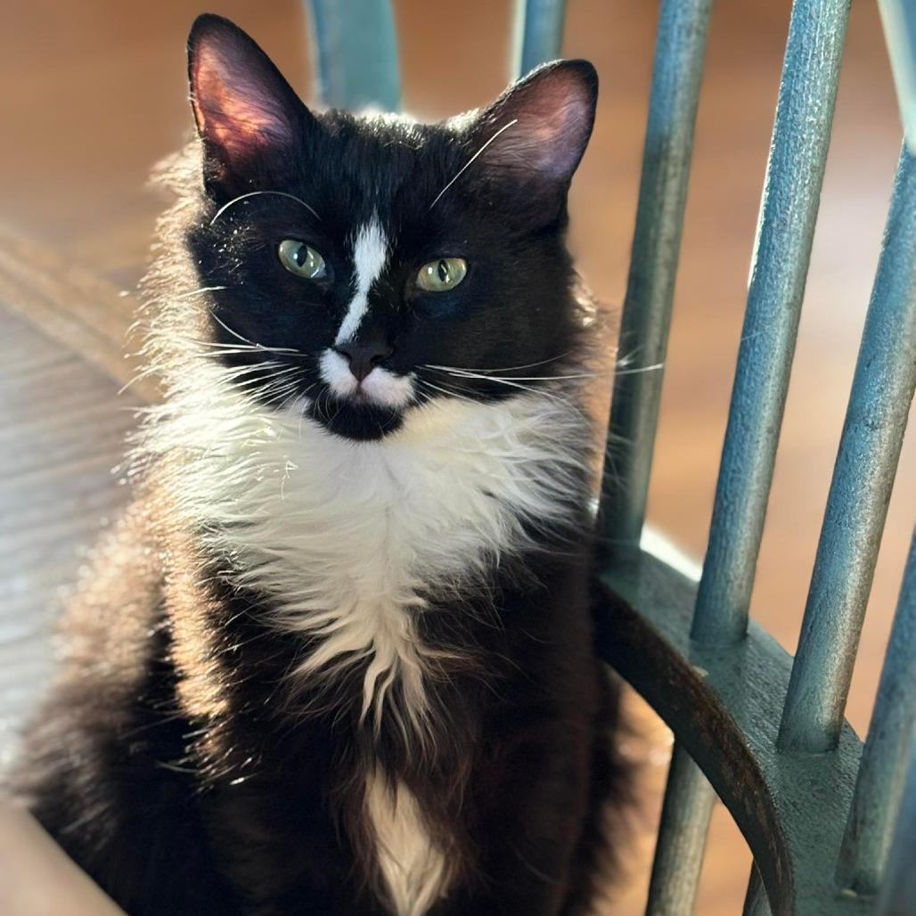 Enlarge Blaze 4, a Adoptable mixed breed in Winchester, VA image 2/6