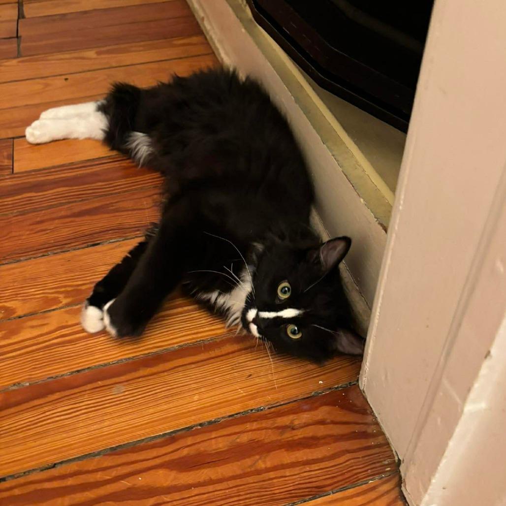 Blaze 4, a Adoptable mixed breed in Winchester, VA image 2/5