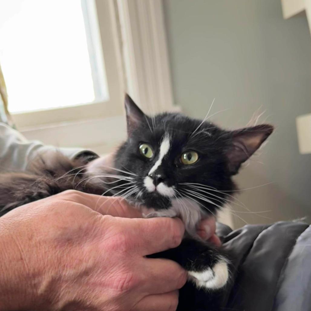 Blaze 4, Adoptable, Kitten Male Domestic Long Hair & Domestic Short Hair.