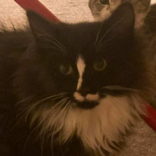 Blaze 4, a Adoptable mixed breed in Winchester, VA image 2/2