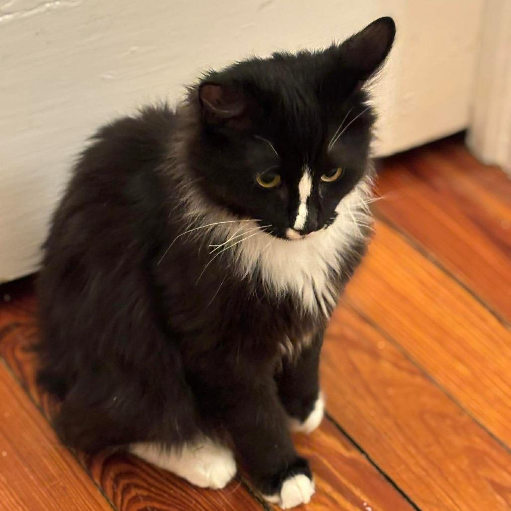 Blaze 4, a Adoptable mixed breed in Winchester, VA image 5/5