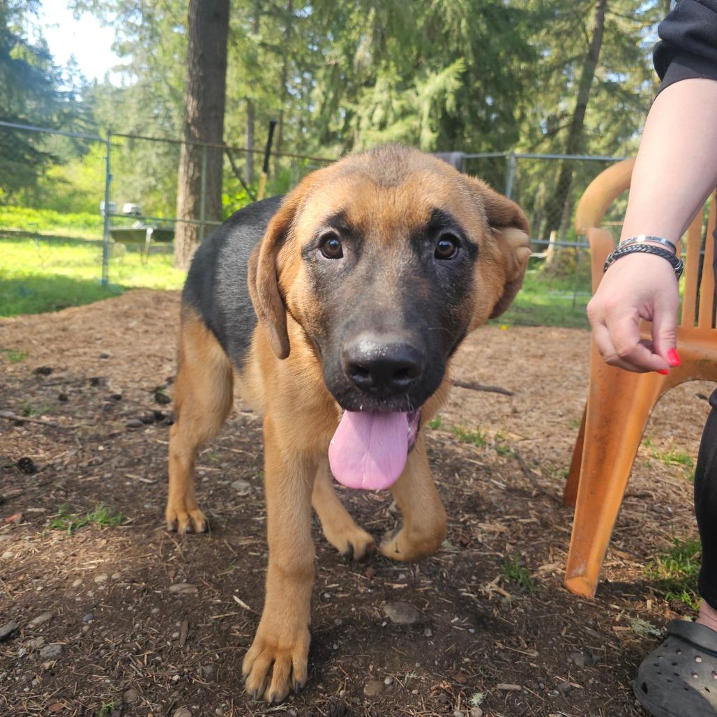 Enlarge Moose, a Adoptable mixed breed in Oakville, WA image 1/6