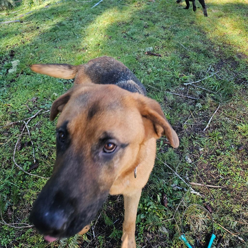 Enlarge Moose, a Adoptable mixed breed in Oakville, WA image 2/6