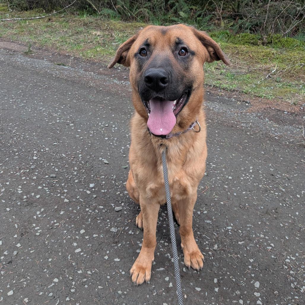 Enlarge Moose, a Adoptable mixed breed in Oakville, WA image 3/6