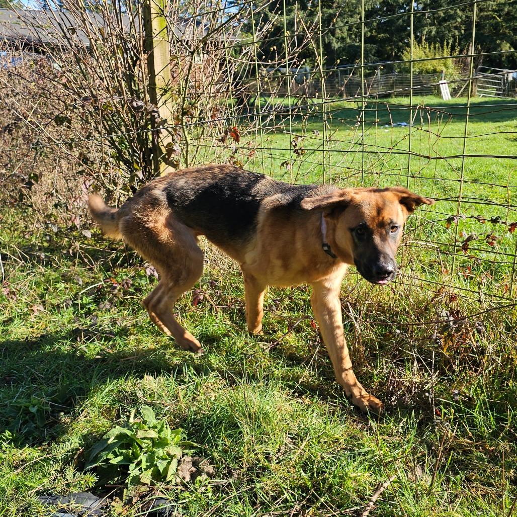 Enlarge Moose, a Adoptable mixed breed in Oakville, WA image 4/6