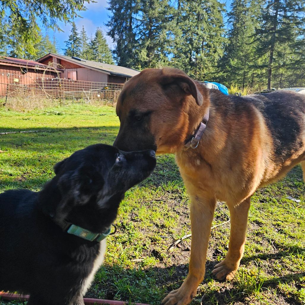 Enlarge Moose, a Adoptable mixed breed in Oakville, WA image 5/6