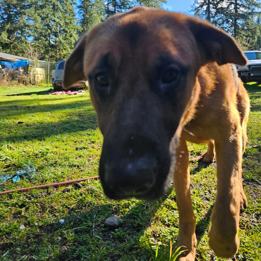 Enlarge Moose, a Adoptable mixed breed in Oakville, WA image 6/6