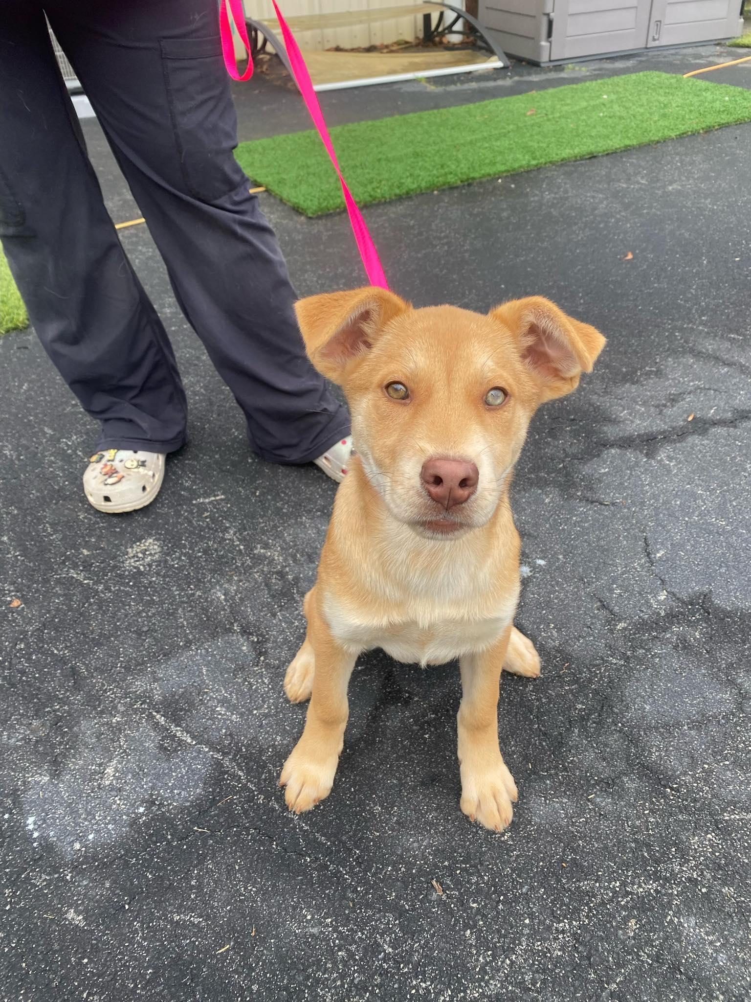 Polly, ADOPTABLE, Young Female Husky.