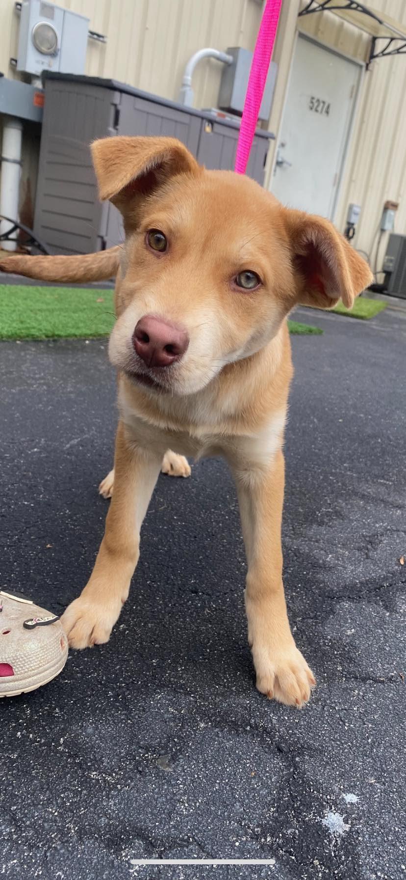 Enlarge Polly, a ADOPTABLE mixed breed in McDonough, GA image 2/2
