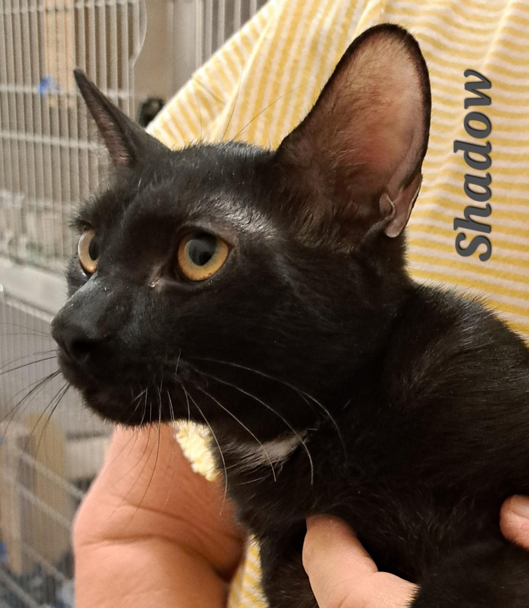 Shadow ( call 602-692-1499 to meet Shadow), Adoptable, Young Female Bombay.
