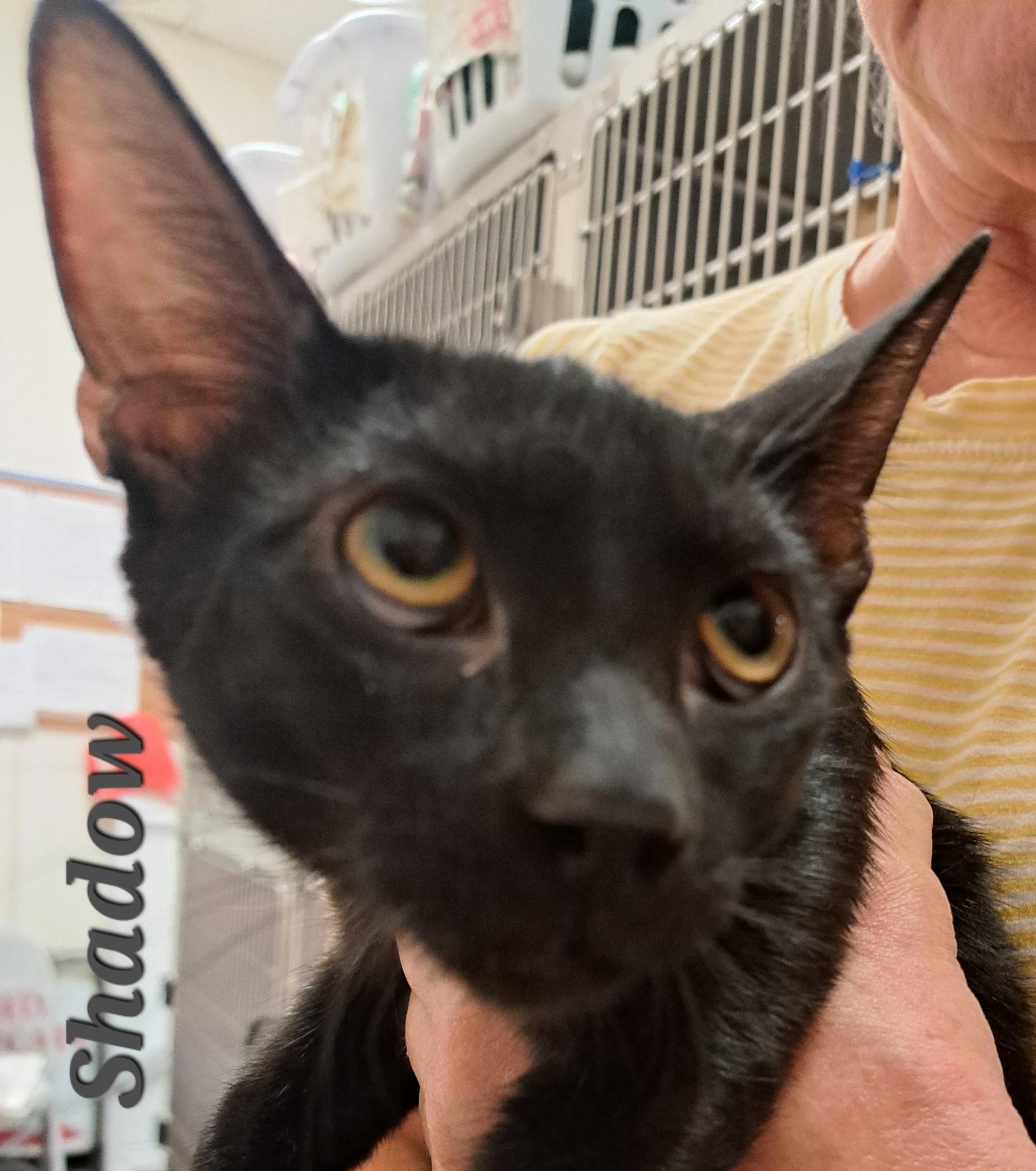 Enlarge Shadow ( call 602-692-1499 to meet Shadow), a Adoptable mixed breed in Phoenix, AZ image 2/2