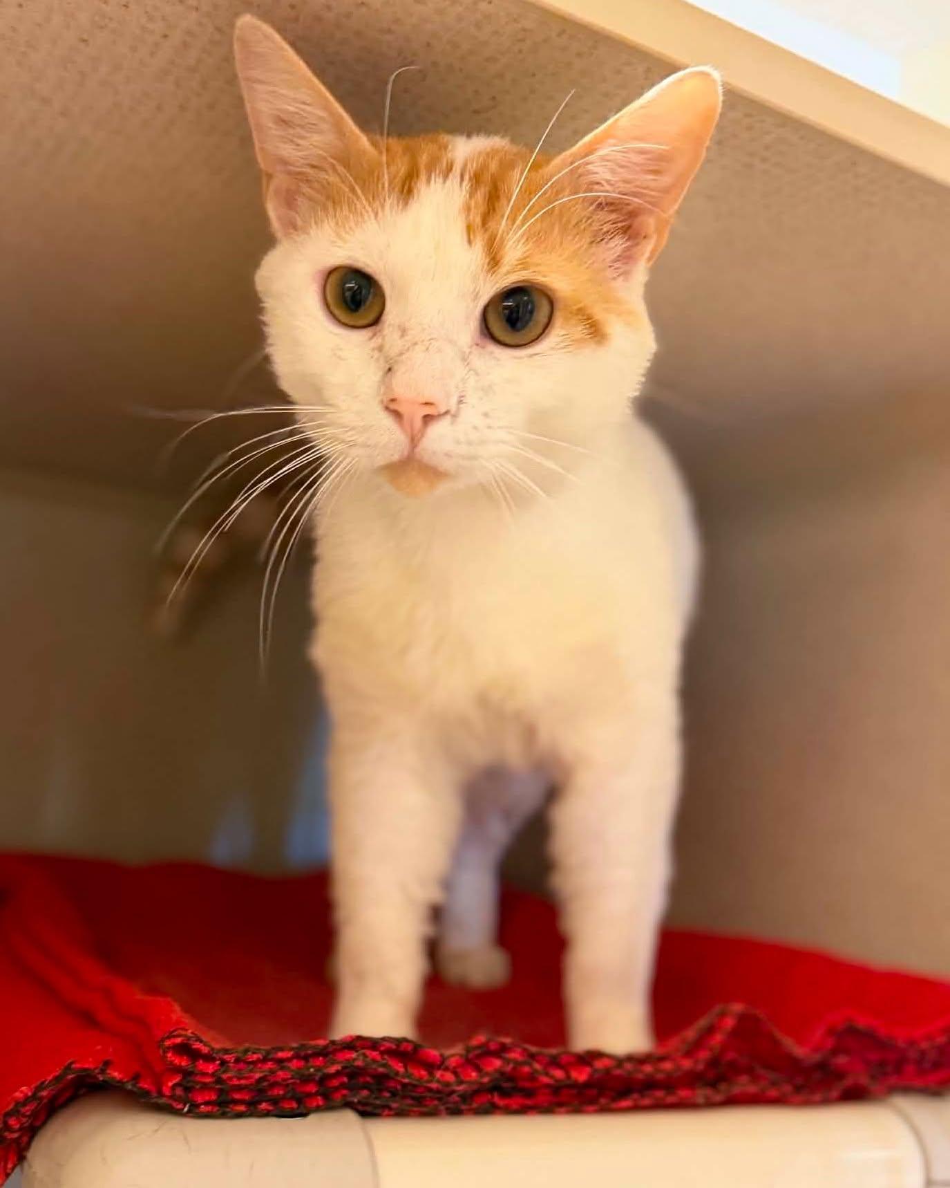 Enlarge Charlie, a ADOPTABLE mixed breed in Fremont, MI image 5/5