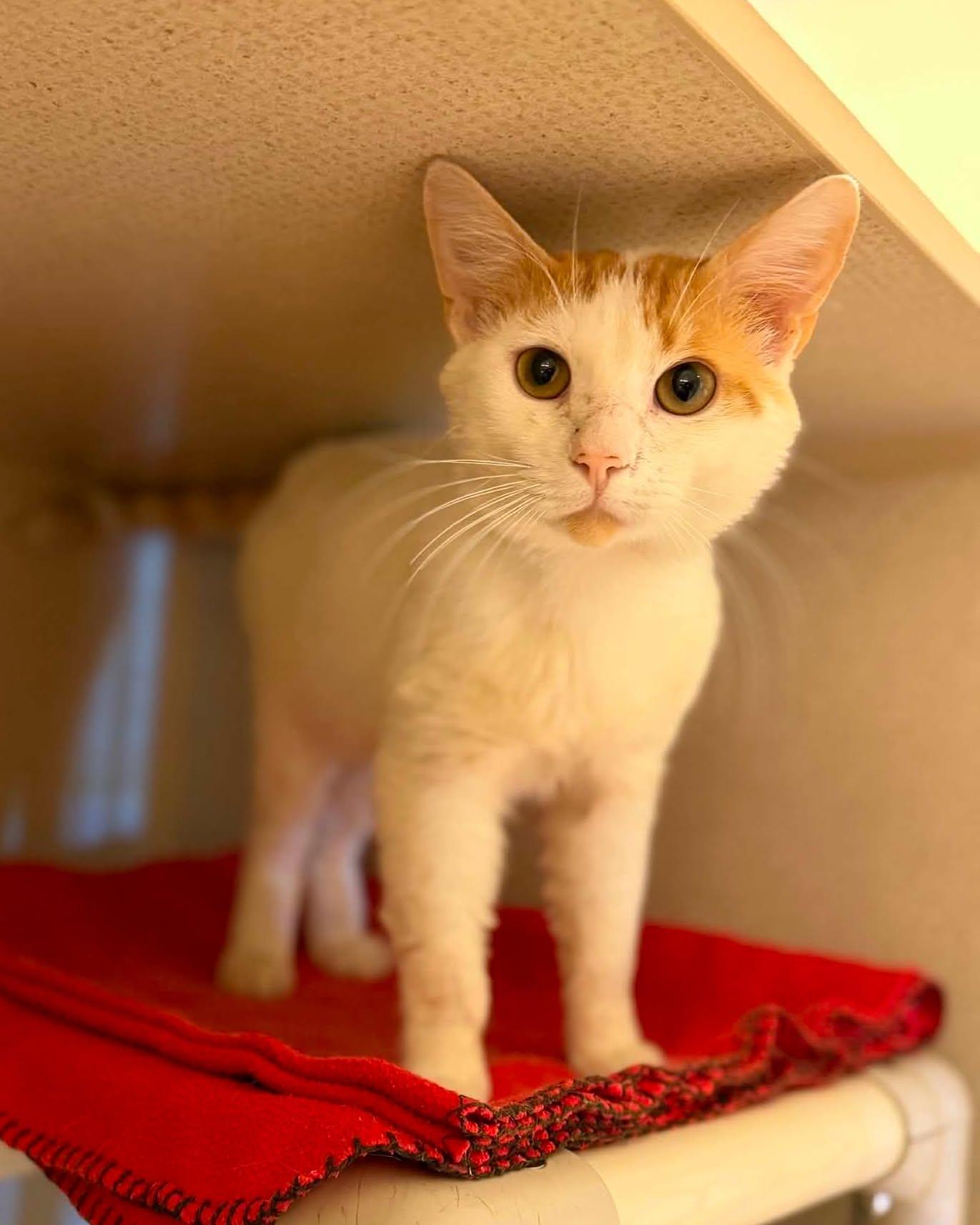 Enlarge Charlie, a ADOPTABLE mixed breed in Fremont, MI image 1/5