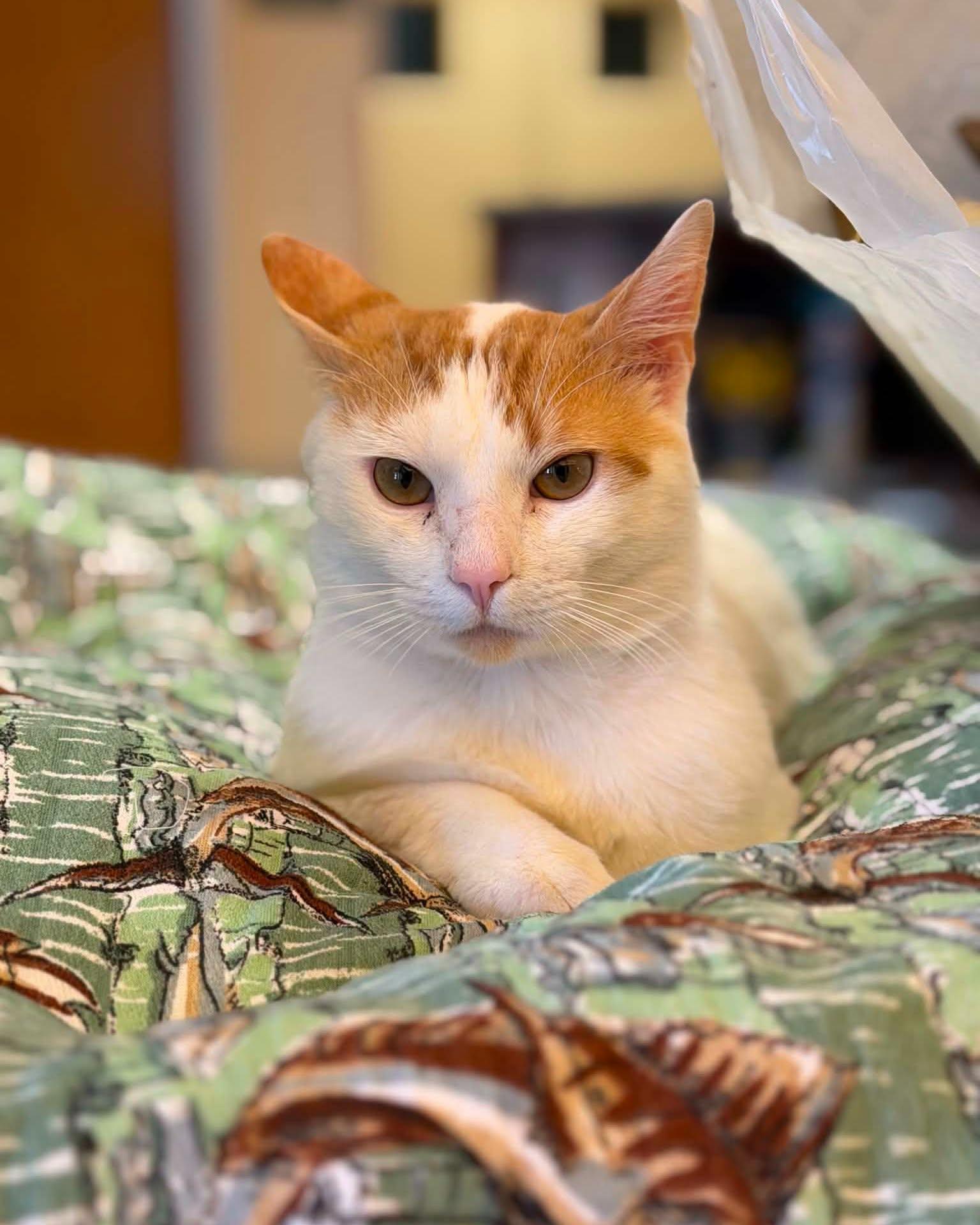Enlarge Charlie, a ADOPTABLE mixed breed in Fremont, MI image 4/5