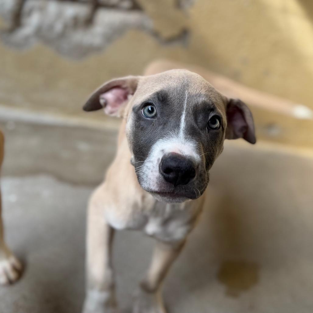 Apollo, Adoptable, Puppy Male Pit Bull Terrier & Mixed Breed.