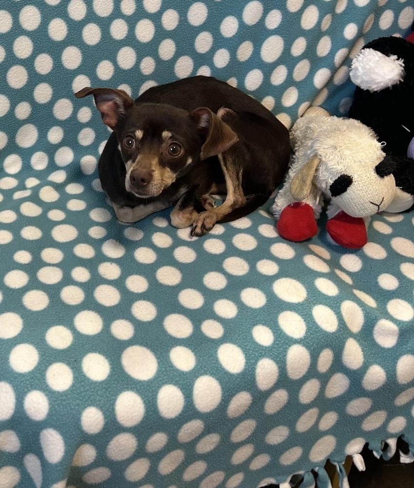 Enlarge Meeko, a Adoptable mixed breed in Cedartown, GA image 1/1