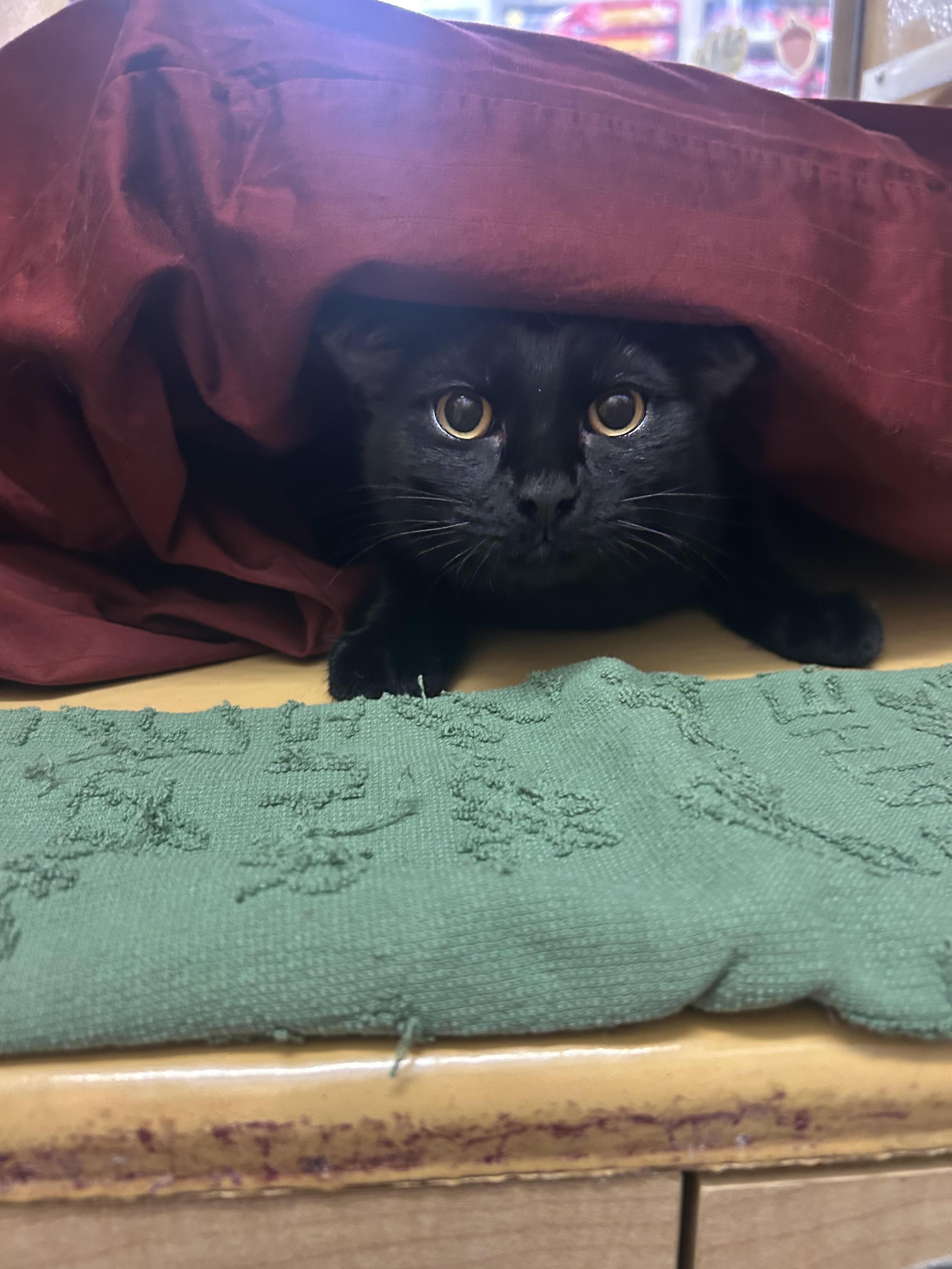 Enlarge Theo, a Adoptable Domestic Short Hair in Herculaneum, MO image 1/2