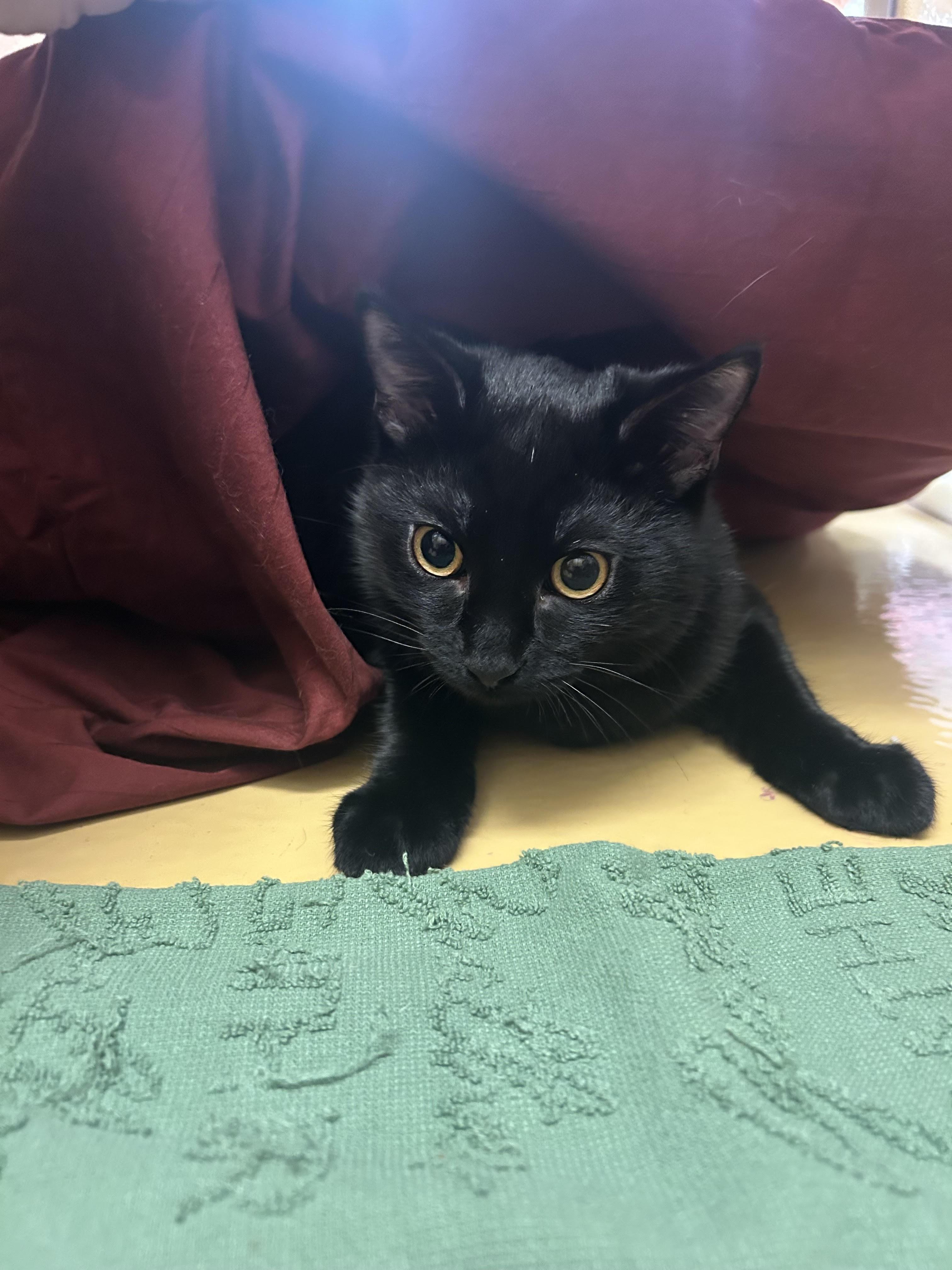 Enlarge Theo, a Adoptable Domestic Short Hair in Herculaneum, MO image 2/2