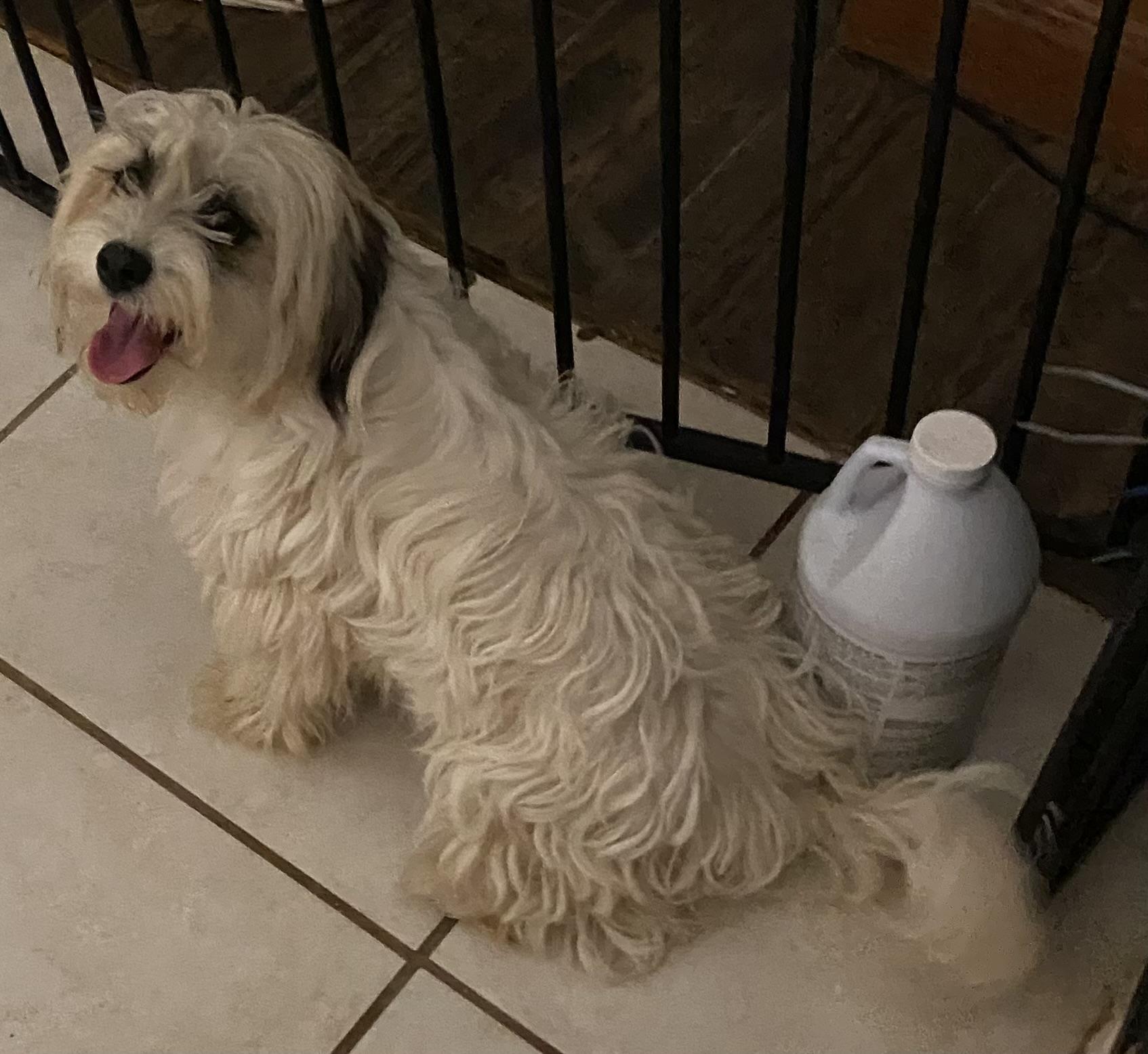 Lacey, a Adoptable mixed breed in Moreno Valley, CA image 1/4