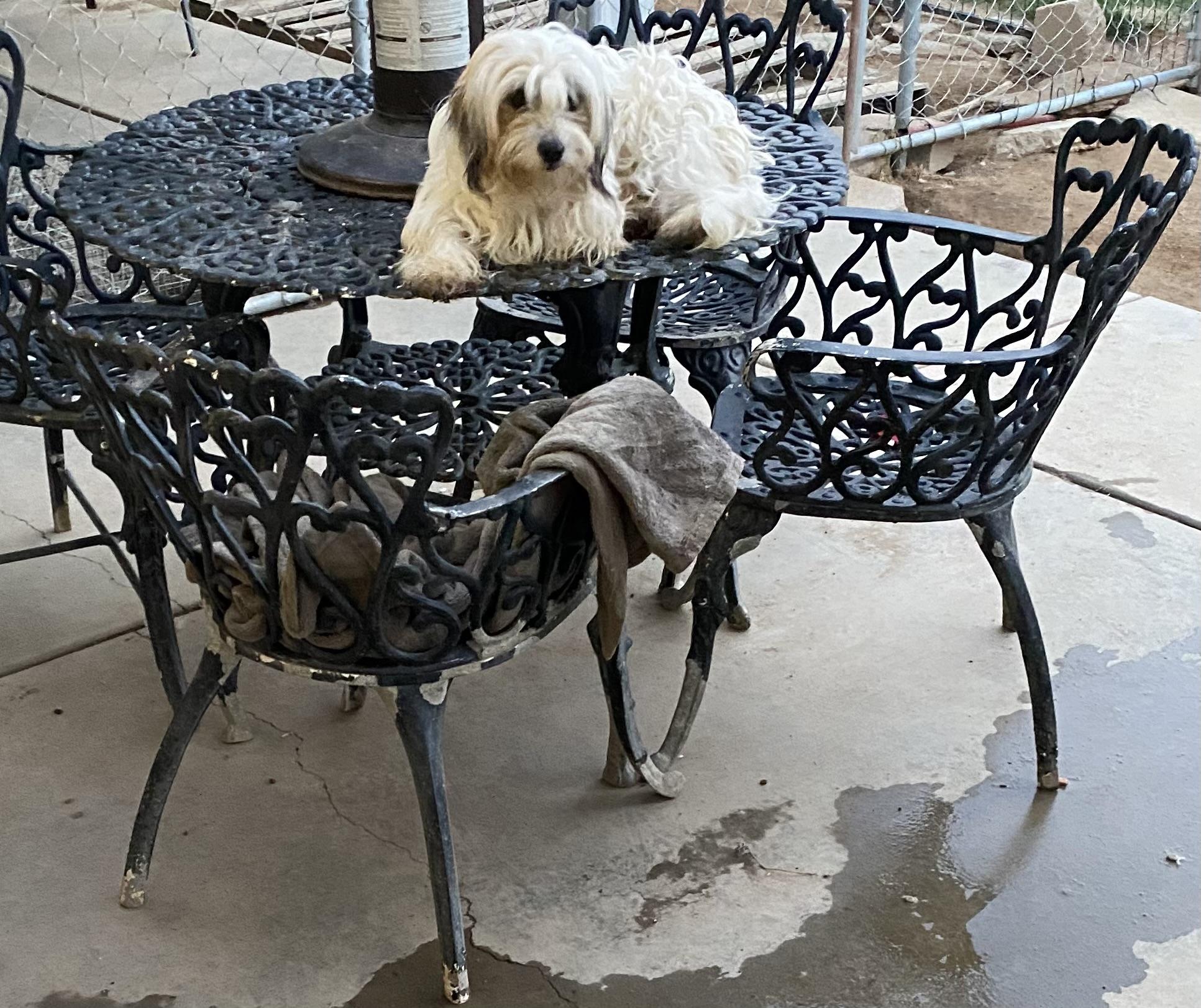 Lacey, a Adoptable mixed breed in Moreno Valley, CA image 2/4