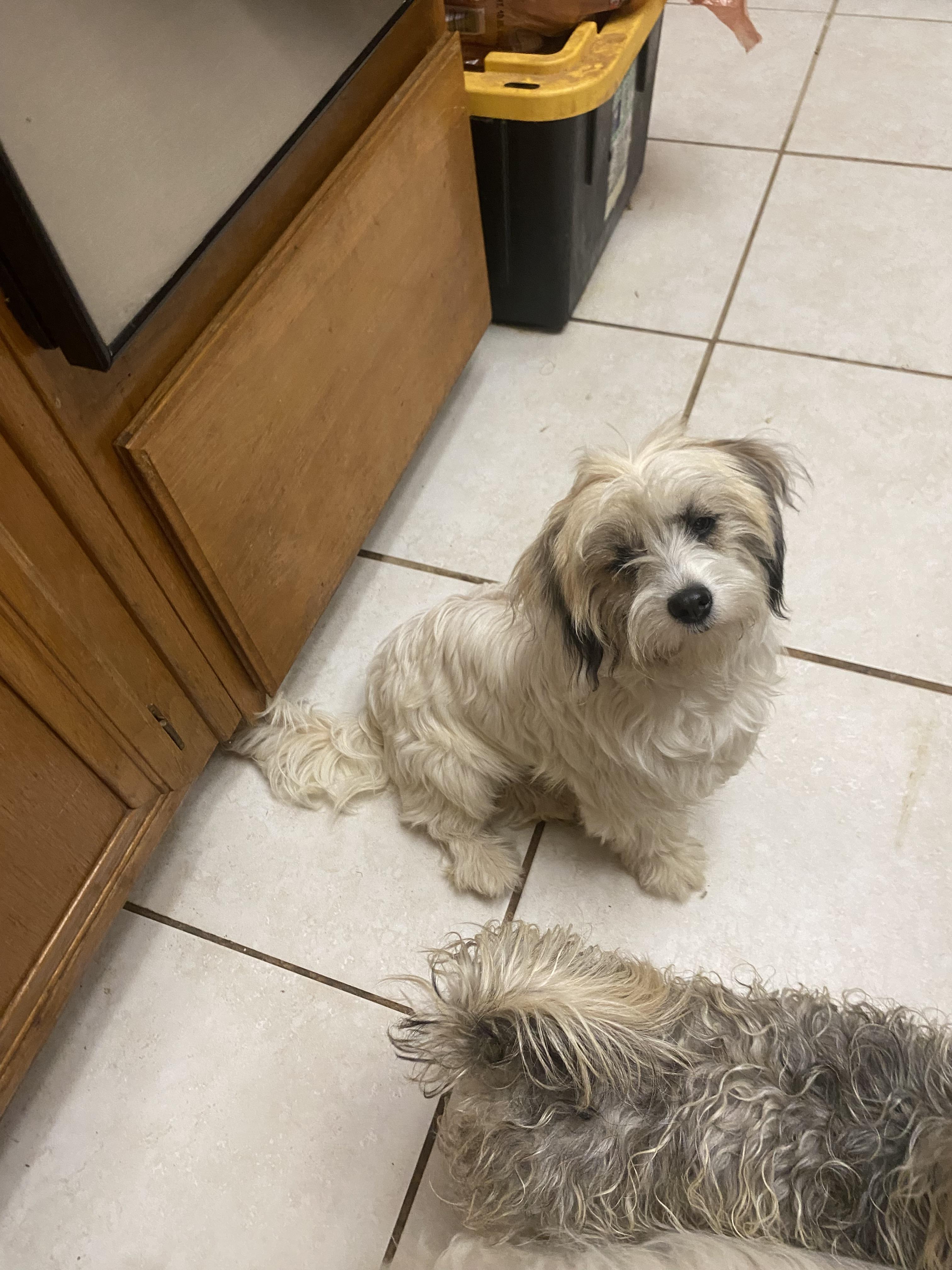 Lacey, a Adoptable mixed breed in Moreno Valley, CA image 3/4