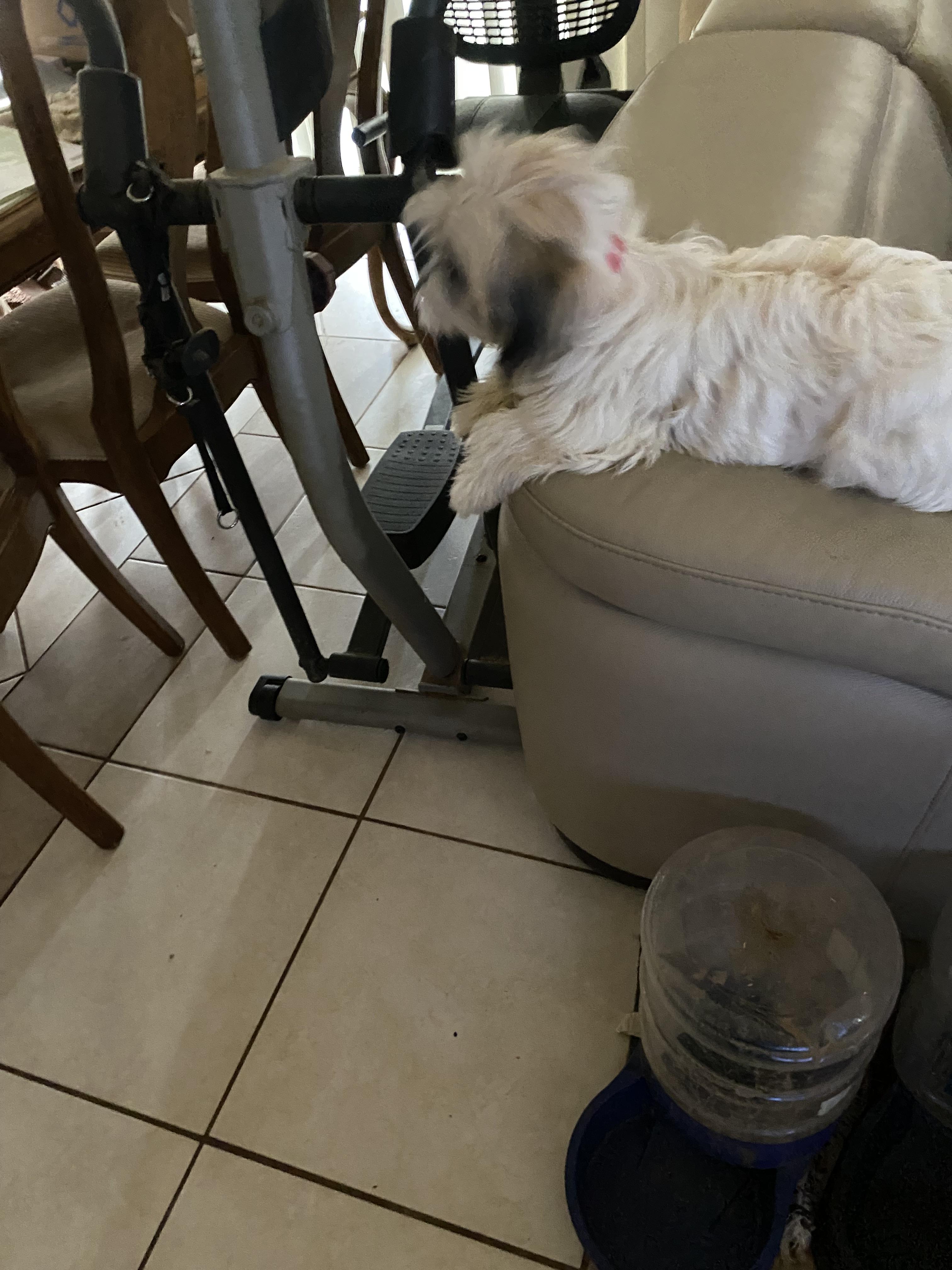 Lacey, a Adoptable mixed breed in Moreno Valley, CA image 4/4