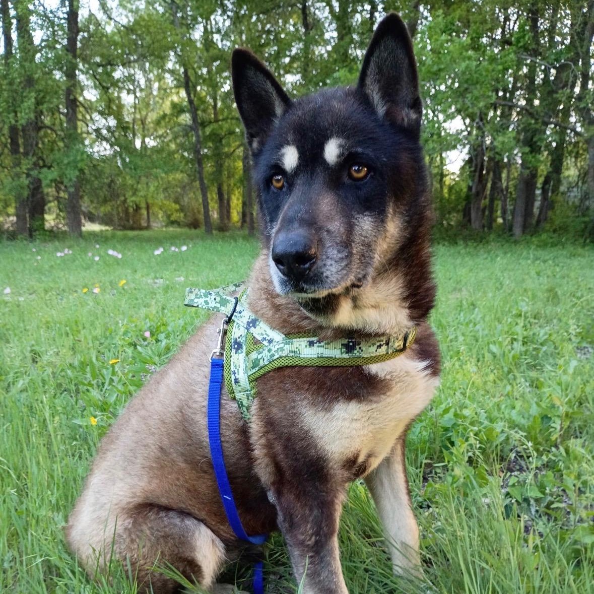 Blackie, Adoptable, Senior Male German Shepherd Dog.