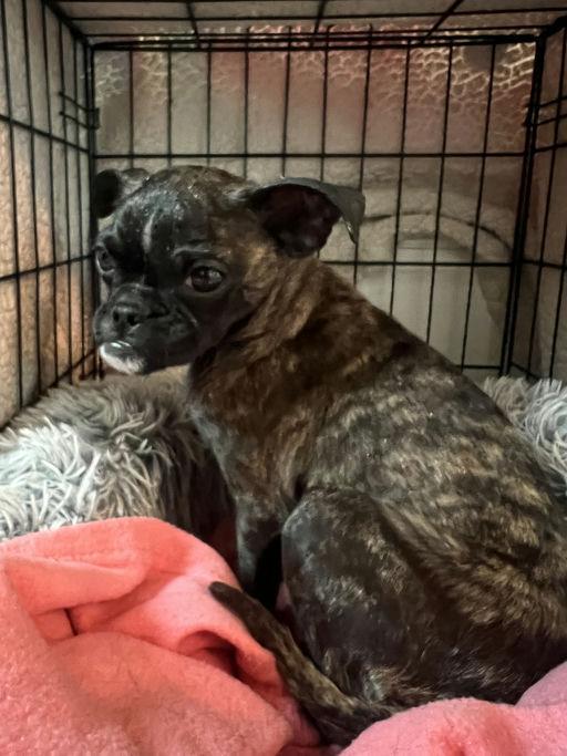 Bonnie - Bethany Pup, a Adoptable mixed breed in Los Angeles, CA image 1/6