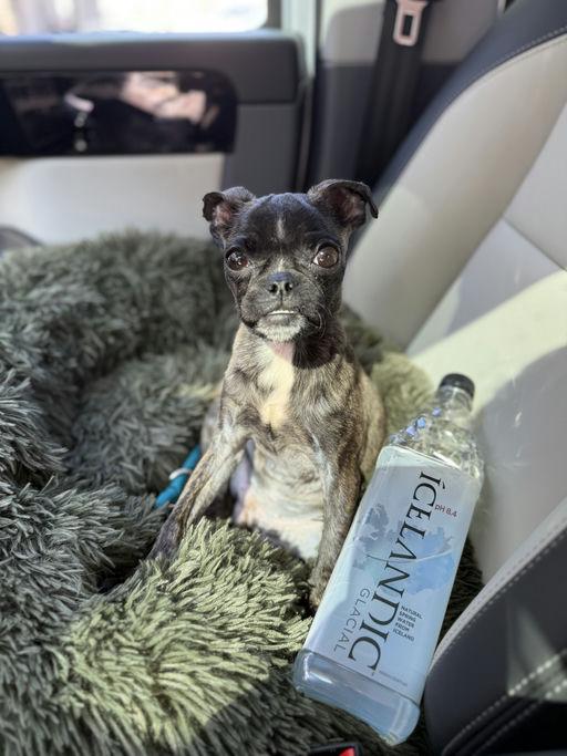 Bonnie - Bethany Pup, a Adoptable mixed breed in Los Angeles, CA image 3/6