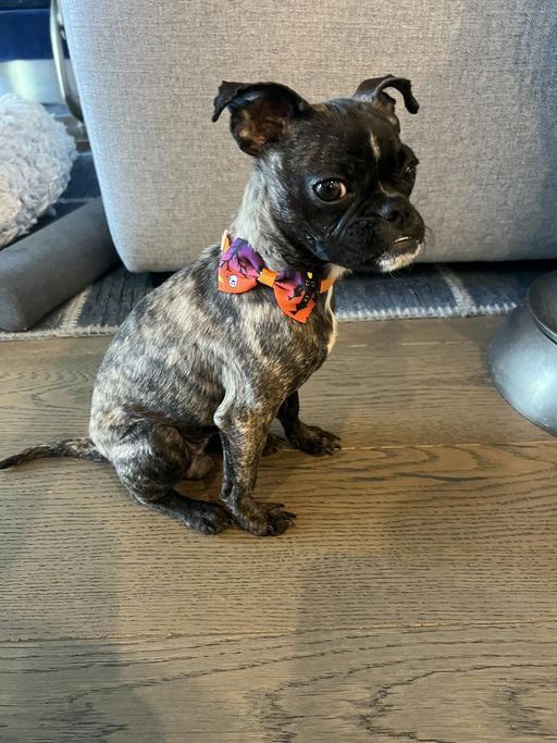 Bonnie - Bethany Pup, a Adoptable mixed breed in Los Angeles, CA image 4/6