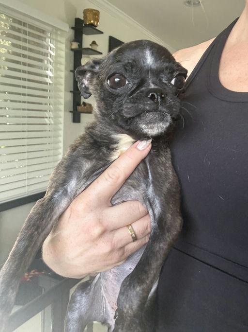 Bonnie - Bethany Pup