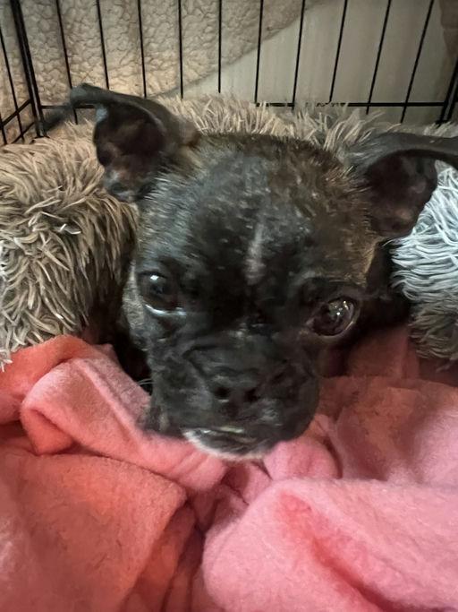 Bonnie - Bethany Pup, a Adoptable mixed breed in Los Angeles, CA image 6/6