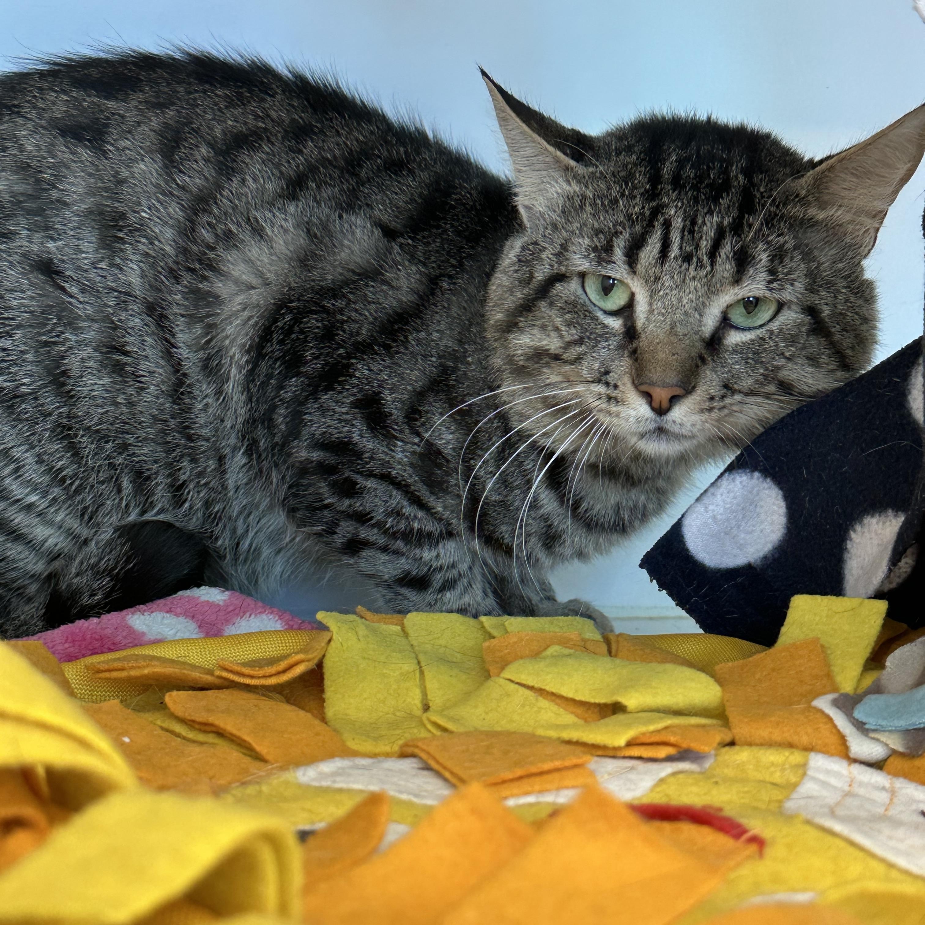 Catpurrnicus (ID 53078), Adoptable, Adult Male Domestic Short Hair.