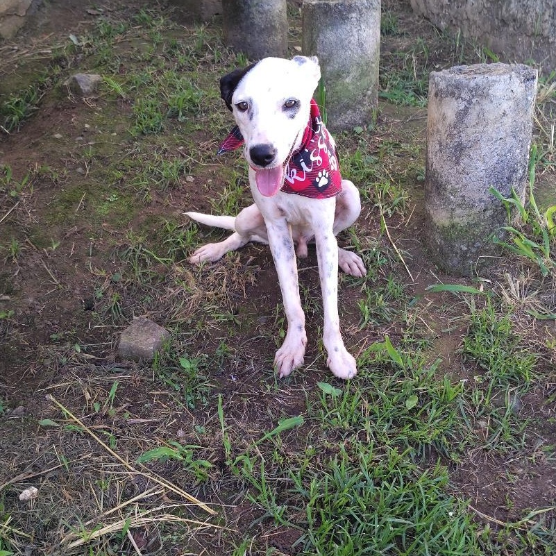 Lexter, Adoptable, Young Male Jack Russell Terrier.