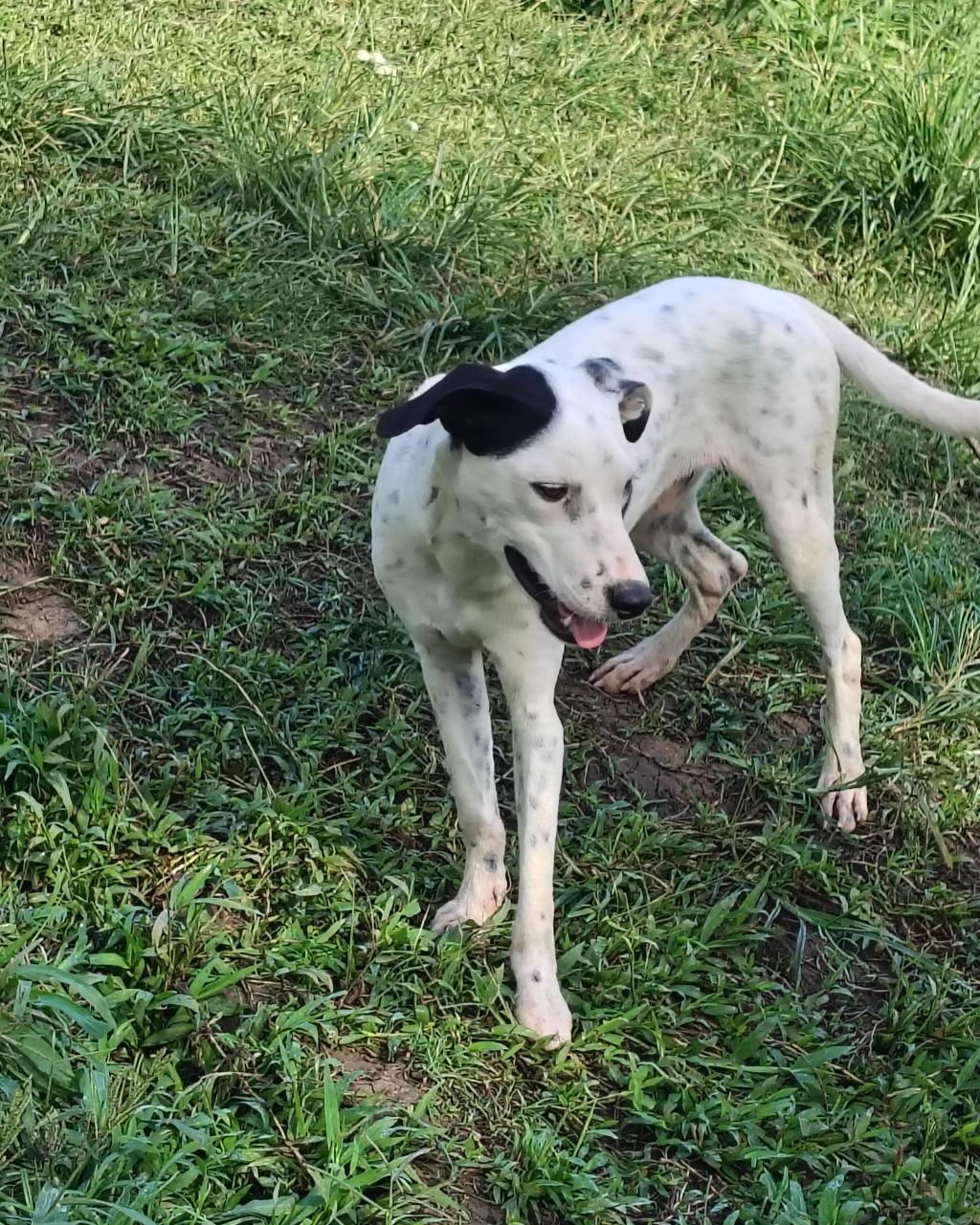 Lexter, a Adoptable mixed breed in Albion, NY image 4/5