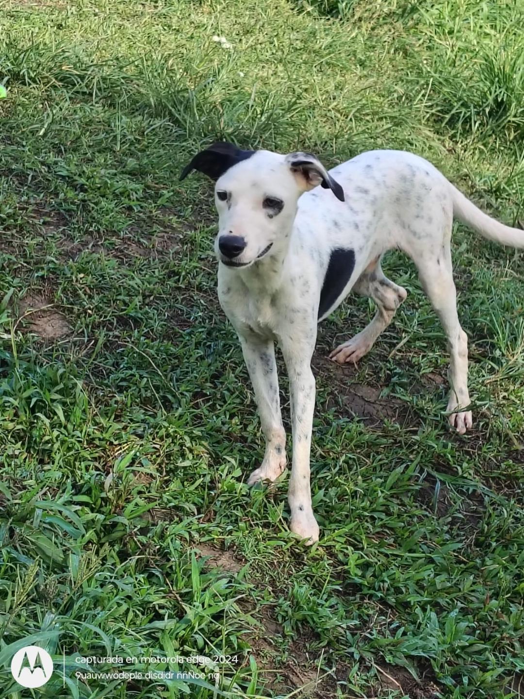Lexter, a Adoptable mixed breed in Albion, NY image 2/5