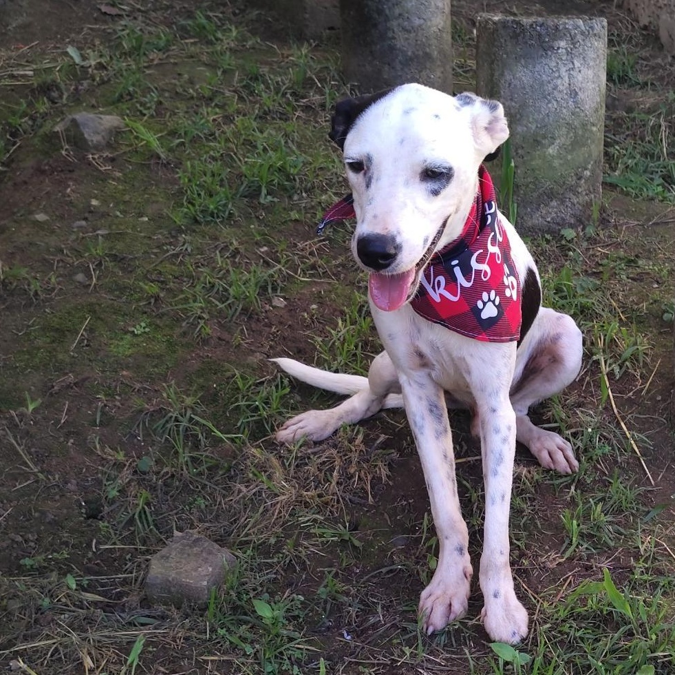 Lexter, a Adoptable mixed breed in Albion, NY image 5/5