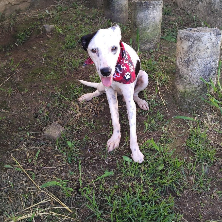 Lexter, a Adoptable mixed breed in Albion, NY image 3/5