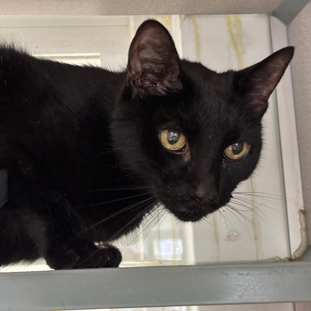 ET, a Adoptable Domestic Short Hair in Walden, NY image 2/3